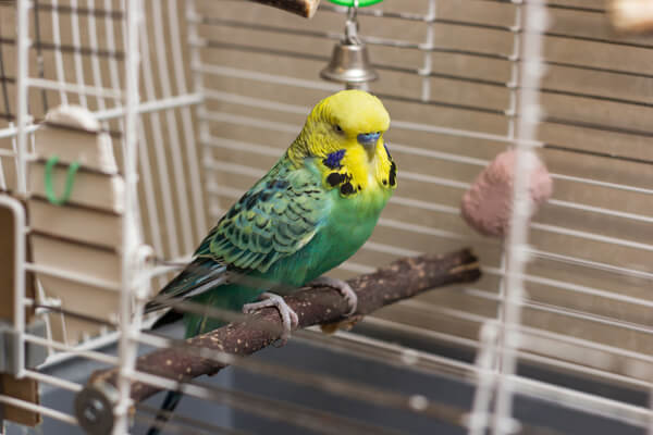Vogel in kleinem Vogelkäfig