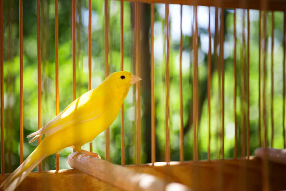 Vogel im Vogelkäfig aus Holz