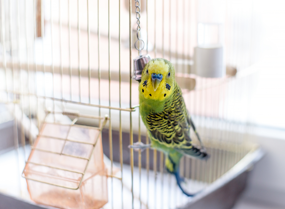 Wellensittich im Vogelkäfig mit Zubehör