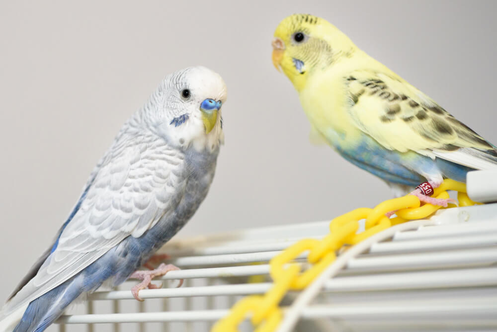 Wellensittiche auf Vogelkäfig