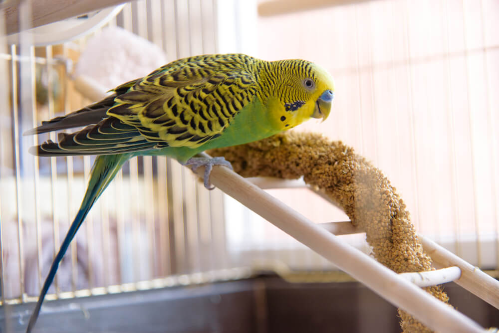 Vogel in einem Vogelkäfig in Weiß