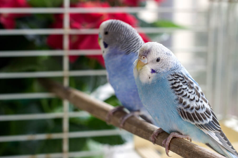 Vögel in Schwarzem Vogelkäfig